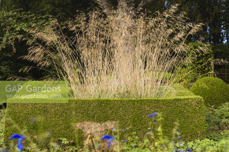 Stipa gigantea framed by clipped box hedges in October
