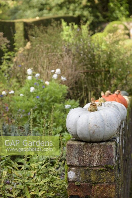Winter squashes drying on a brick wall in a country garden in October