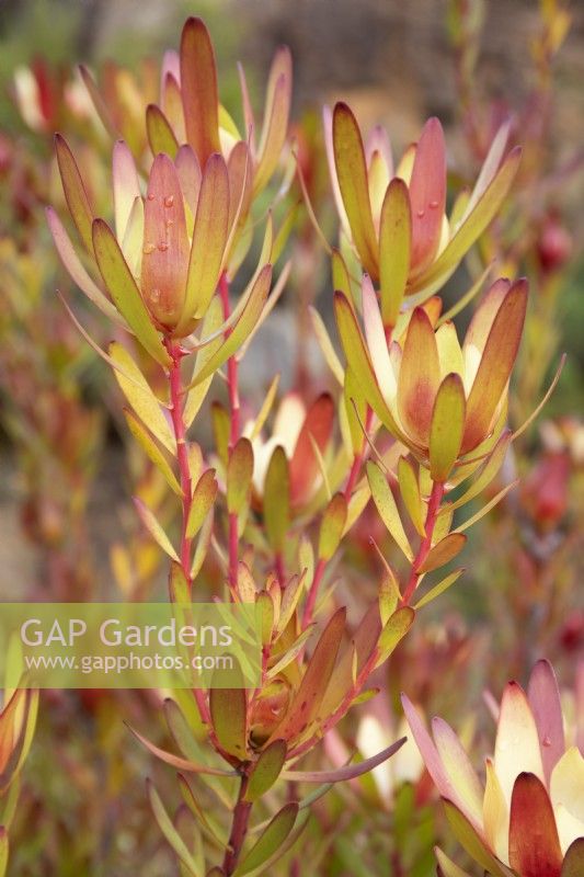 Leucadendron salignum- safari sunset protea or cone bush - July
