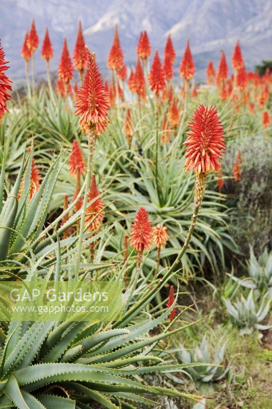 Aloe arborescens - Krantz aloe - July