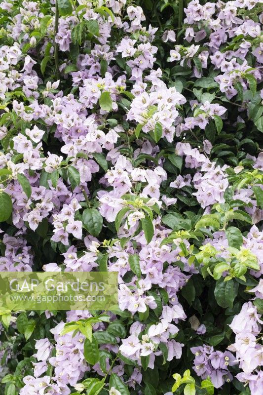 Bougainvillea 'Lilac' - January