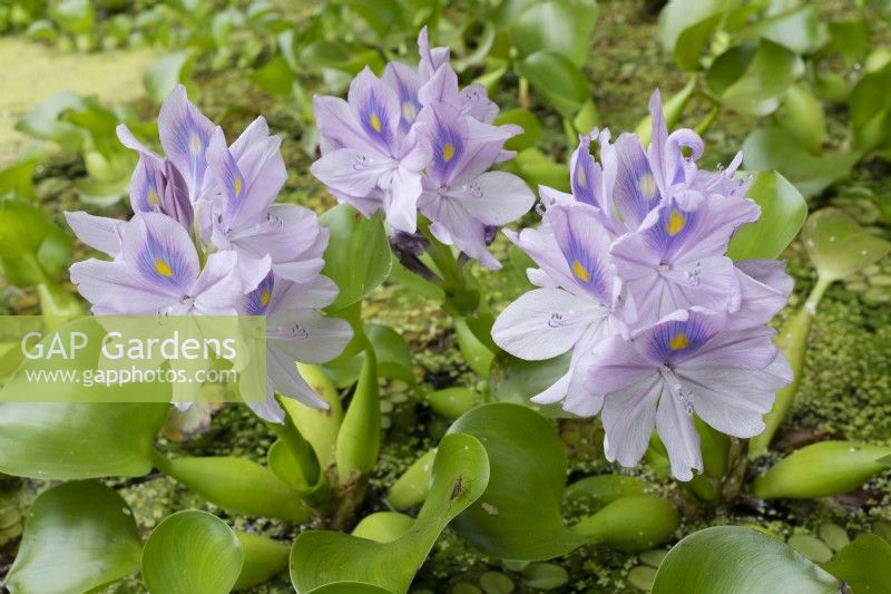 Eichhornia crassipes - Water Hyacinth - January