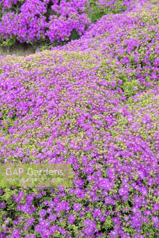 Lampranthus amoenus - Showy Lampranthus - October
