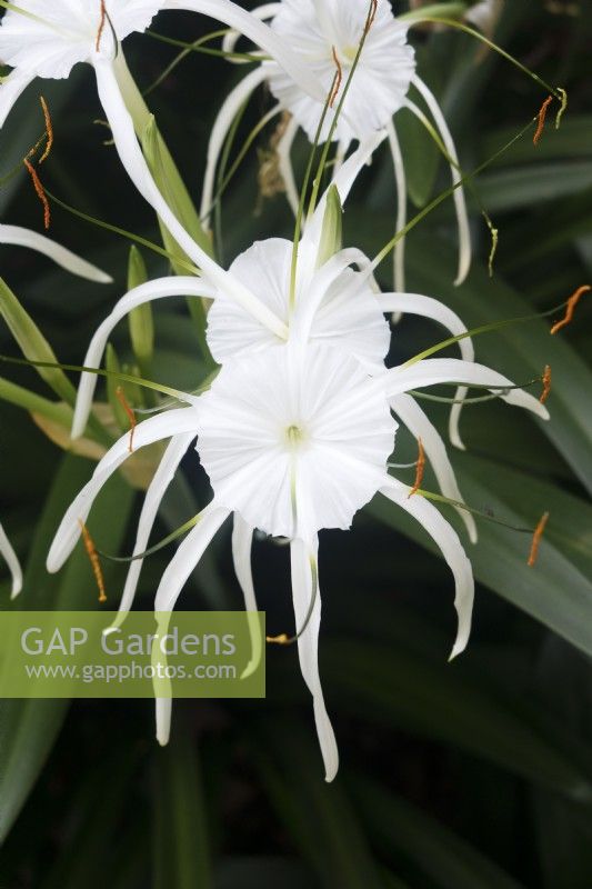 Hymenocallis littoralis - Beach Spider Lily or Spider Lily - January