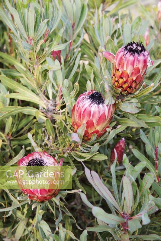 Protea Pinita - longifolia x magnifica - July