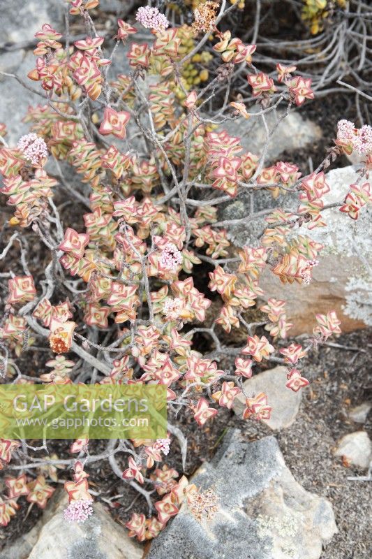Crassula rupestris - Concertina plant - October 