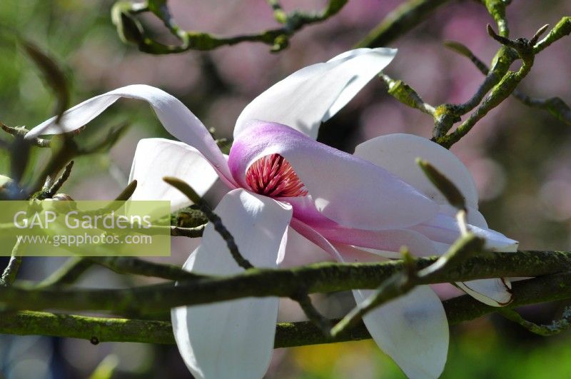 Magnolia cylindrica, April
