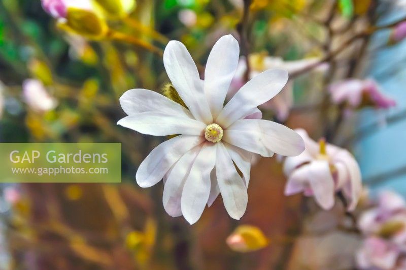 Magnolia stellata 'Royal Star'. April