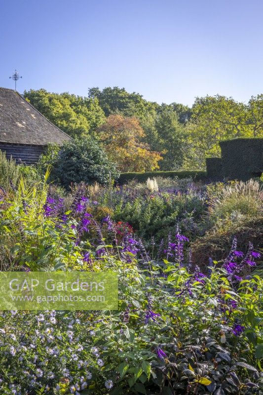 The Barn Garden in autumn with Salvia 'Amistad' in the foreground