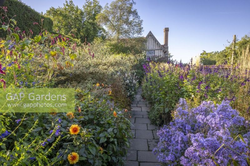 View to the house from the Barn Garden in autumn with asters, Salvia 'Amistad' and Cornus alternifolia 'Argentea' syn. Cornus alternifolia 'Variegata'