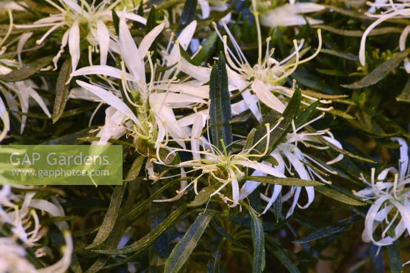 Close up of white flowers of Rhododendron simsii 'Hekla', Evergreen azalea , Spider azalea, Indian azalea  with unusual long narrowly lance-shaped leaves  strap-like. Flowering in spring- April to May. 
