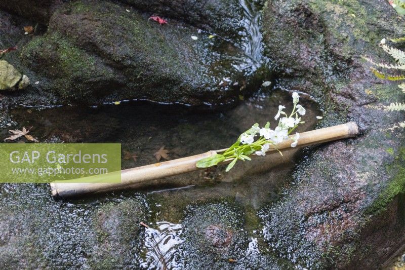 Stem of white flowering shrub placed in bamboo pole  on stone rim of water feature in a courtyard. 
