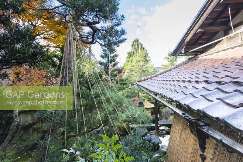 View from upper level of house to tiled roof and pine trees with rope and bamboo wigwams as protection against snow damage called Yukitsuri. 