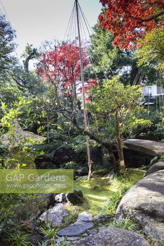 View into garden with shrub enclosed with rope and bamboo wigwam as protection against snow damage. This is called Yukitsuri. Acers with autumn colour. 