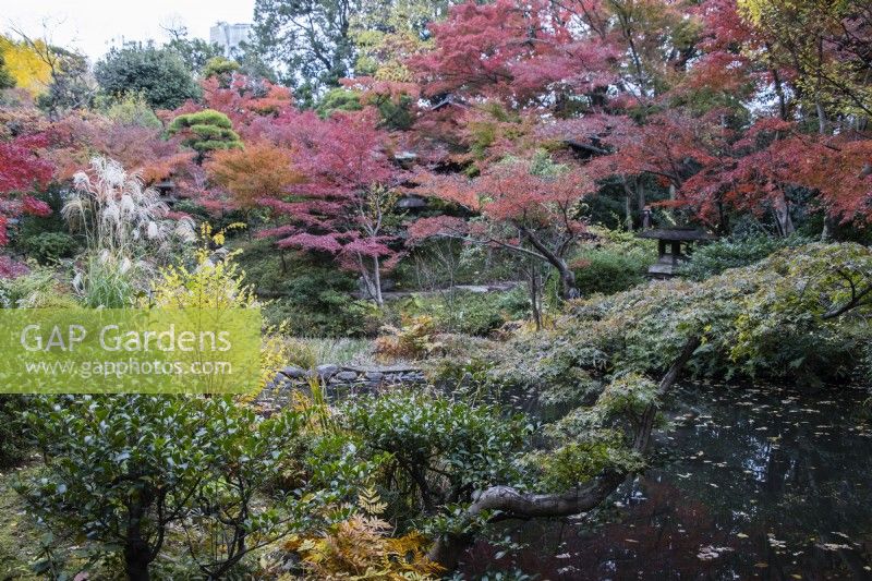 Broad view into garden over pond with evergreens and several trees and shrubs with autumn colour. 