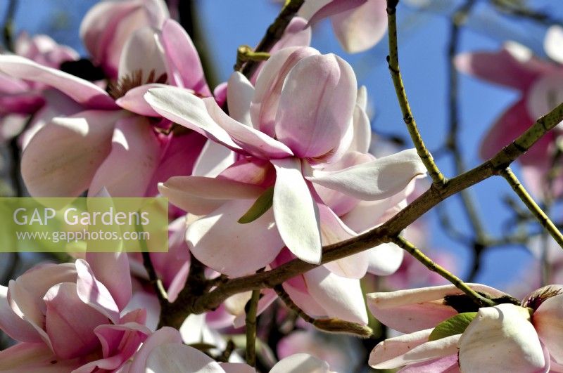 Magnolia campbellii grap Pink tulip tree, Campbellii magnolia, large attractive flowers that are slightly fragrant and bloom from late winter to mid-spring. April