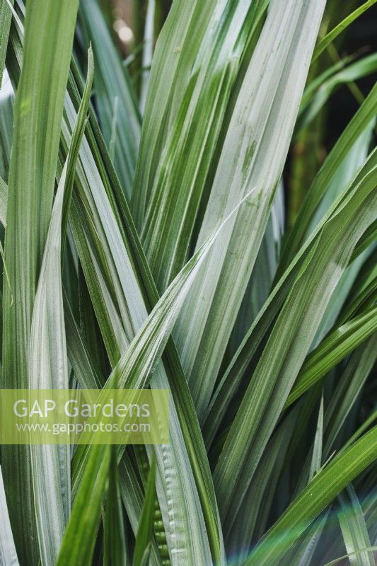 Astelia 'Silver Shadow' - closeup of evergreen grass