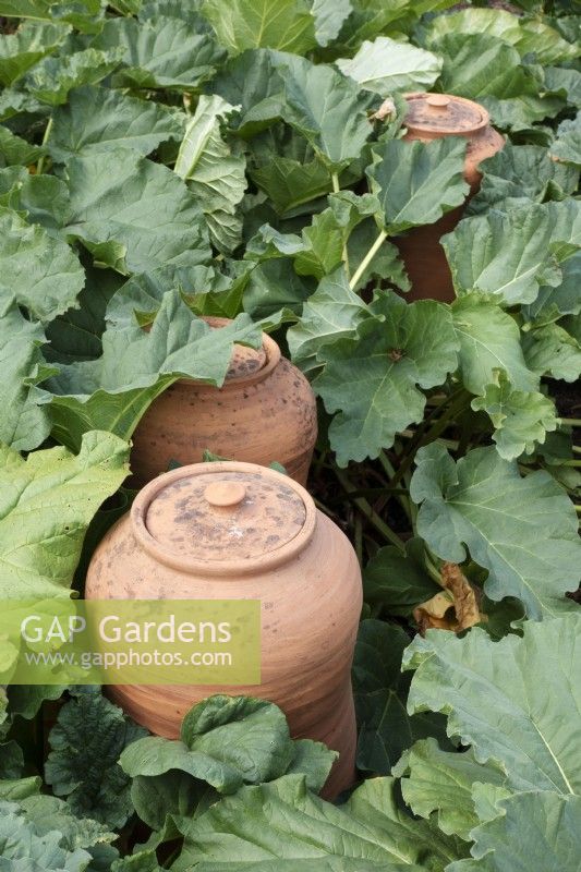 Clay forcing pots amongst rhubarb - June