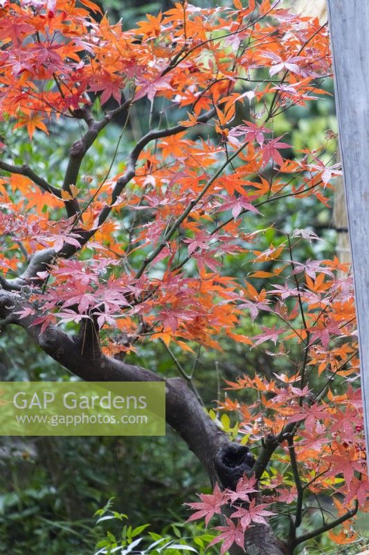 Close up of branch of Acer in autumn colour. 