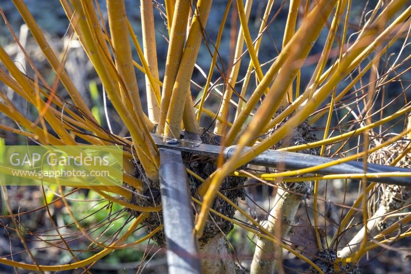 Taking hardwood cuttings from willow with loppers - Salix alba 'Chermesina'