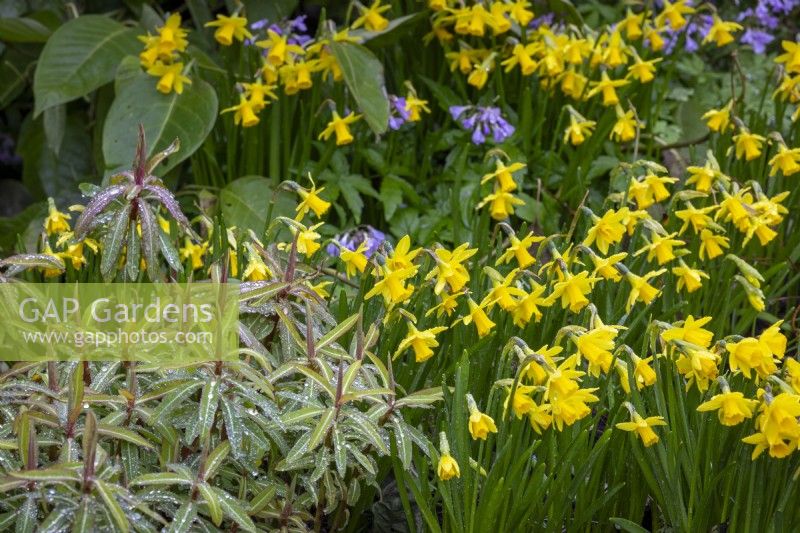 Narcissus 'Tete a Tete' with euphorbia