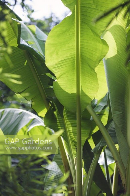 Musa basjoo 'Sakhalin'- closeup of banana leaves