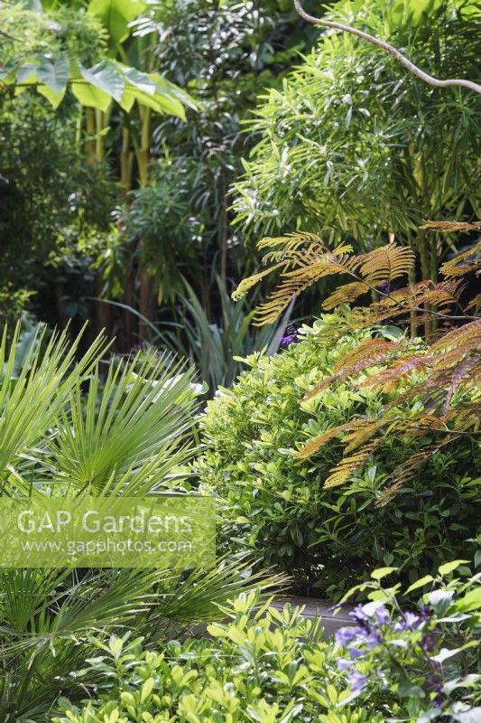 Lush planting in mixed border of shrubs and tropical plants