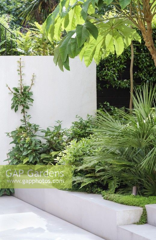 White wall and raised bed with Chamaerops, Pittosporum, Tetrapanax Rex and Eriobotrya japonica