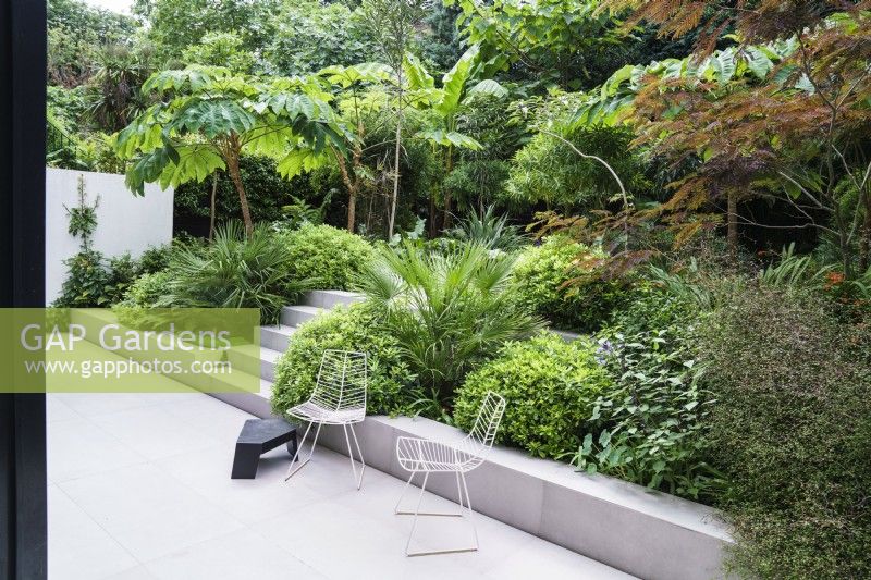 Two white metal chairs in modern garden with lush tropical planting including Chamaerops, Pittosporum and Tetrapanax Rex