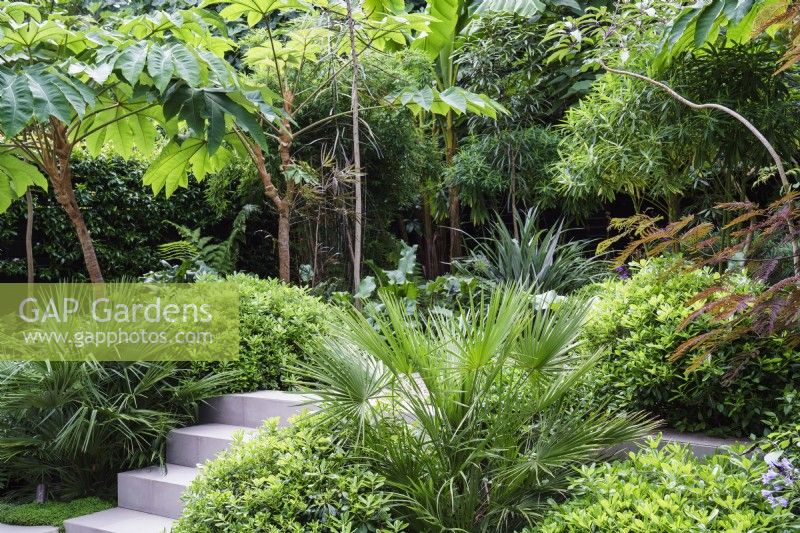 Steps through lush planting which includes Chamaerops, Pittosporum and Tetrapanax Rex in modern tropical garden