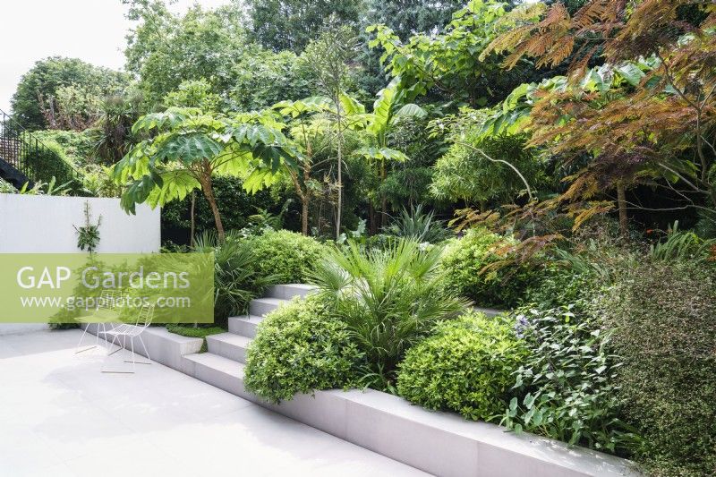 Modern garden with grey paving and steps through tropical planting including Chamaerops, Pittosporum and Tetrapanax Rex Muehlenbeckia and Albizia