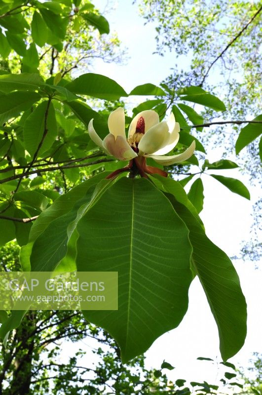 Very large cream flower with crimson stamens of Magnolia obovata syn. hypoleuca. The Japanese Big leaf Magnolia. May