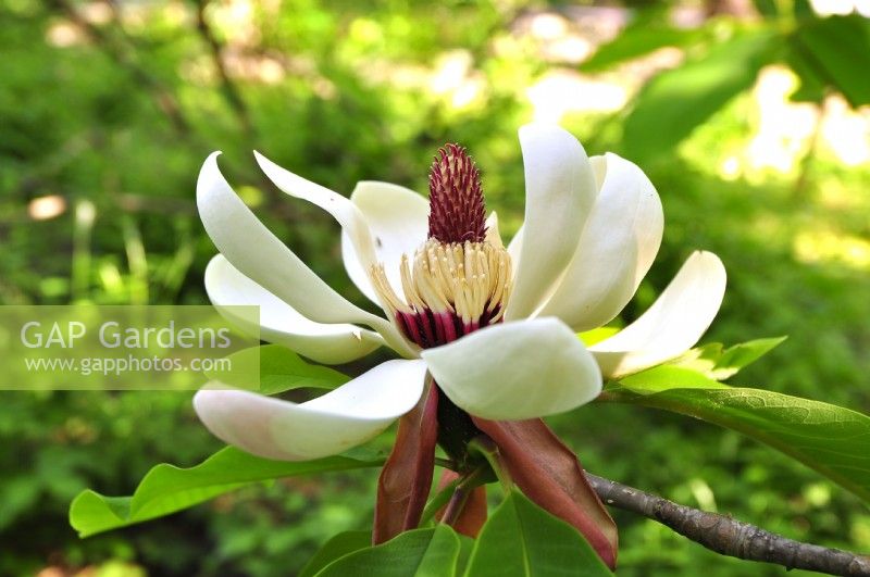 Very large cream flower with crimson stamens of Magnolia obovata syn. hypoleuca. The Japanese Big leaf Magnolia. May