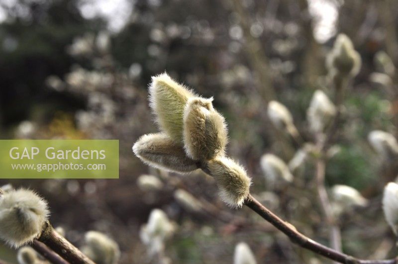 Unbloomed buds, catkins of Magnolia loebneri Dwarf no1. January