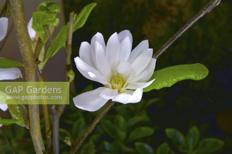 White flower of Magnolia x loebneri Encore. April