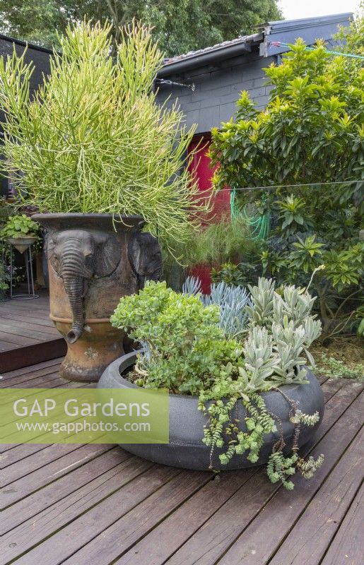 Large terracotta garden pot decorated with elephants heads planted with Euphorbia, Firesticks and a dish shaped bowl with succulents on a timber deck.