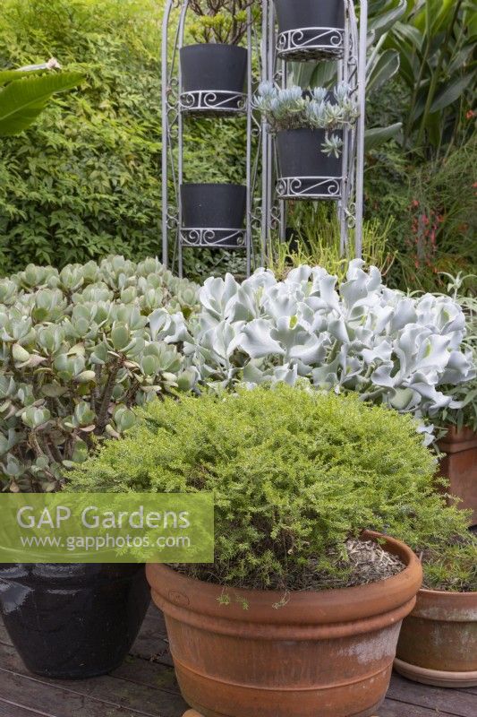 Collection of potted plants in of a freestanding arched metal pot stand with succulents and a pale green Cuphea.