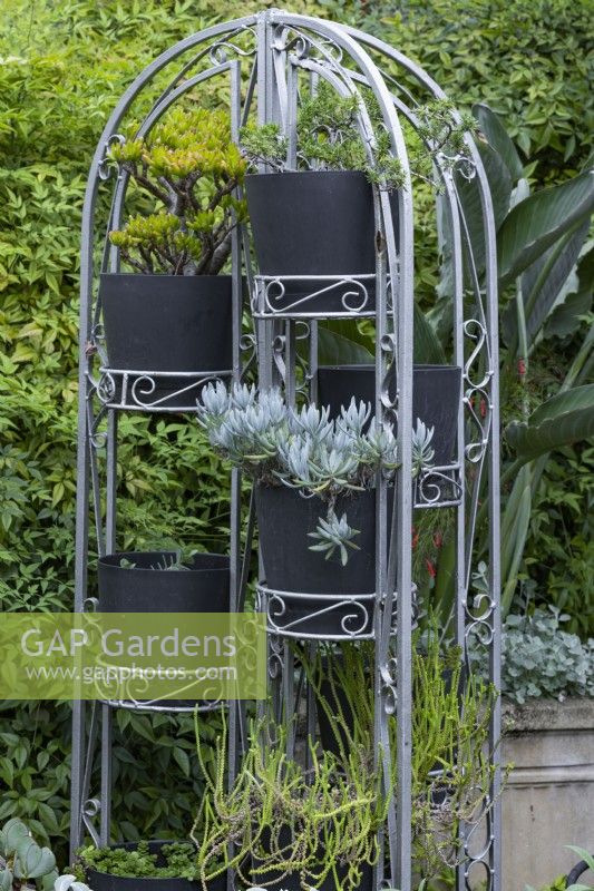 Freestanding arched galvanised iron pot stand with a display of succulents in black plastic pots.