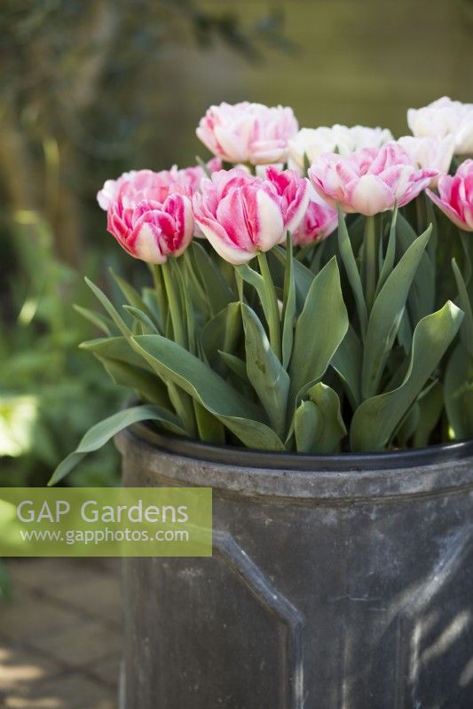Tulipa Foxtrot in a plastic pot inside a decorative container