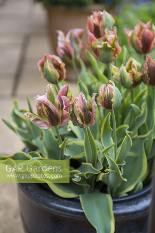 Tulipa Green River in a pot