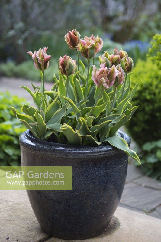 Tulipa Green River in a pot