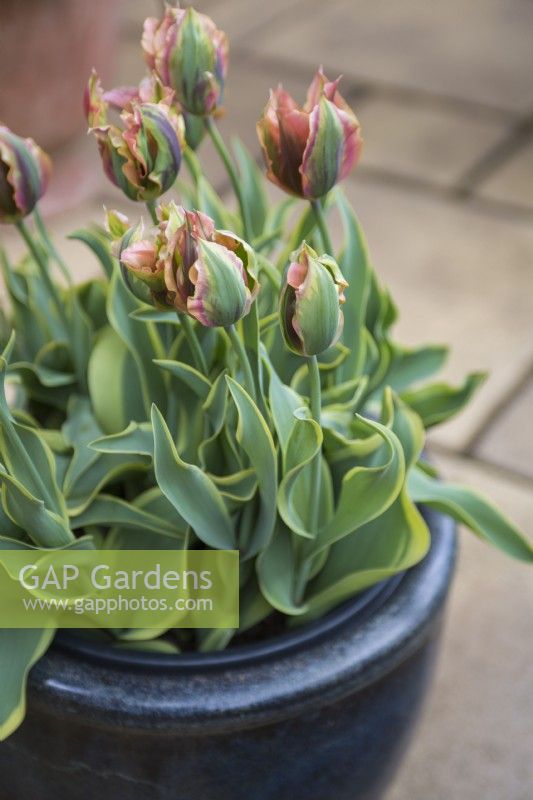 Tulipa Green River in a plastic pot inside an outer container
