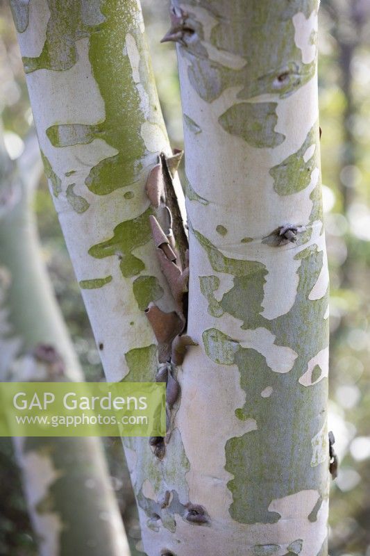 Eucalyptus pauciflora subsp. niphophila, February 