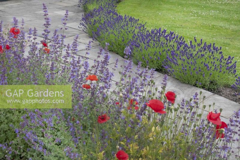Papaver rhoeas, nepeta and lavender bordering path, June
