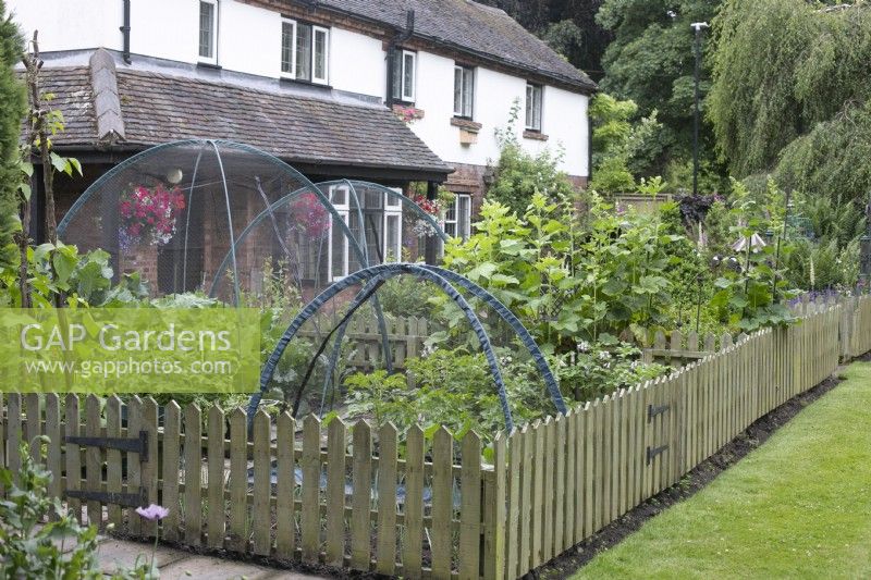 Vegetable garden protected by picket fence and net covers at North Cottage, Whittington, open for Charity, June
