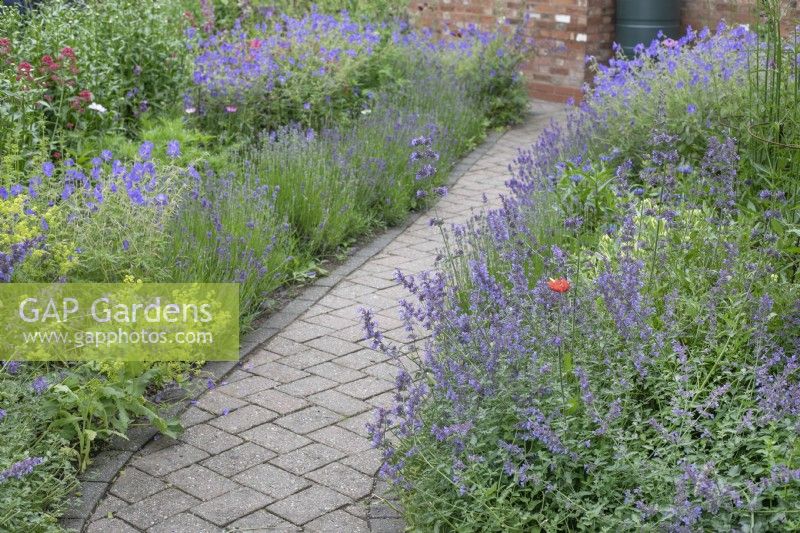 Brick path edged with Nepeta at North Cottage garden, Whittington - open for Charity, June