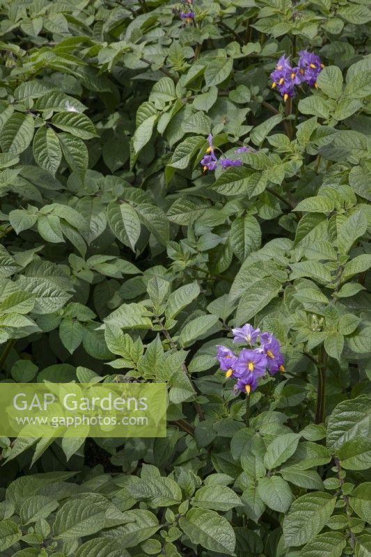 Solanum tuberosum - Potato 'Blue Danube' at Waterperry Gardens, July