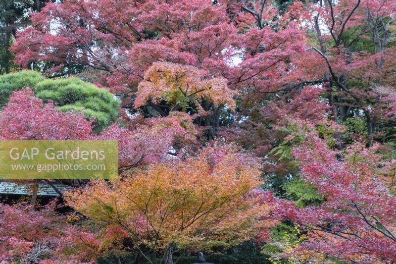 Several acers with autumn colour.