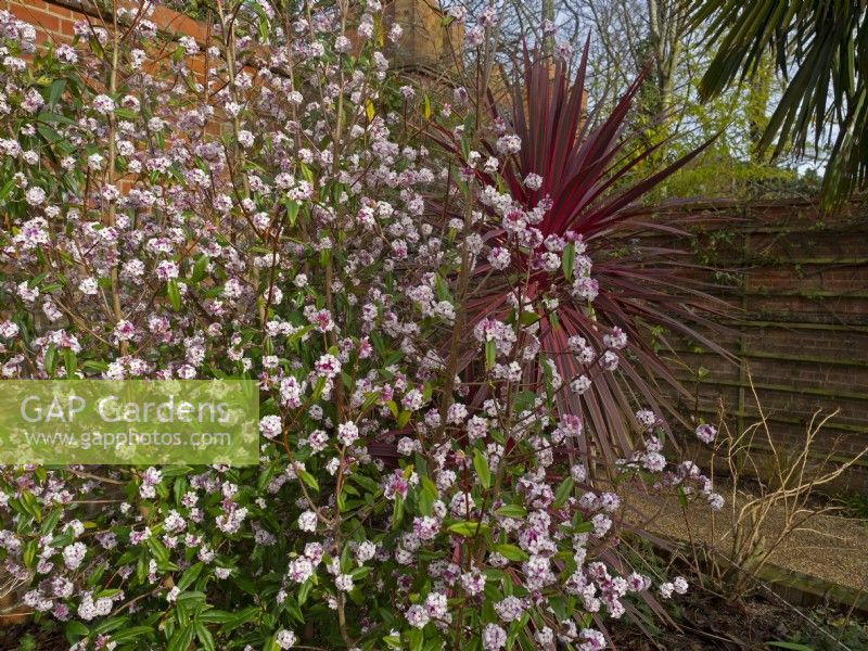 Daphne bhuola in flower and Cordyline 'Pink Passion'  February Winter 