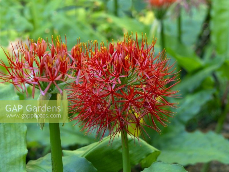 Scadoxus multiflorus subsp. Katherine Blood Lily    The Cape, South Africa  January